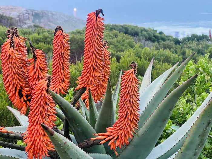 Aloes in flower along the St Blaize Trail