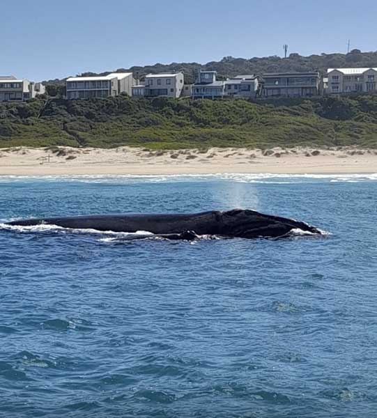 Southern right whale close inshore at Mossel Bay