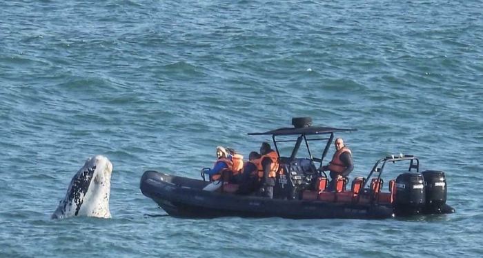 Whale-watching boat alongside a whale in Mossel Bay